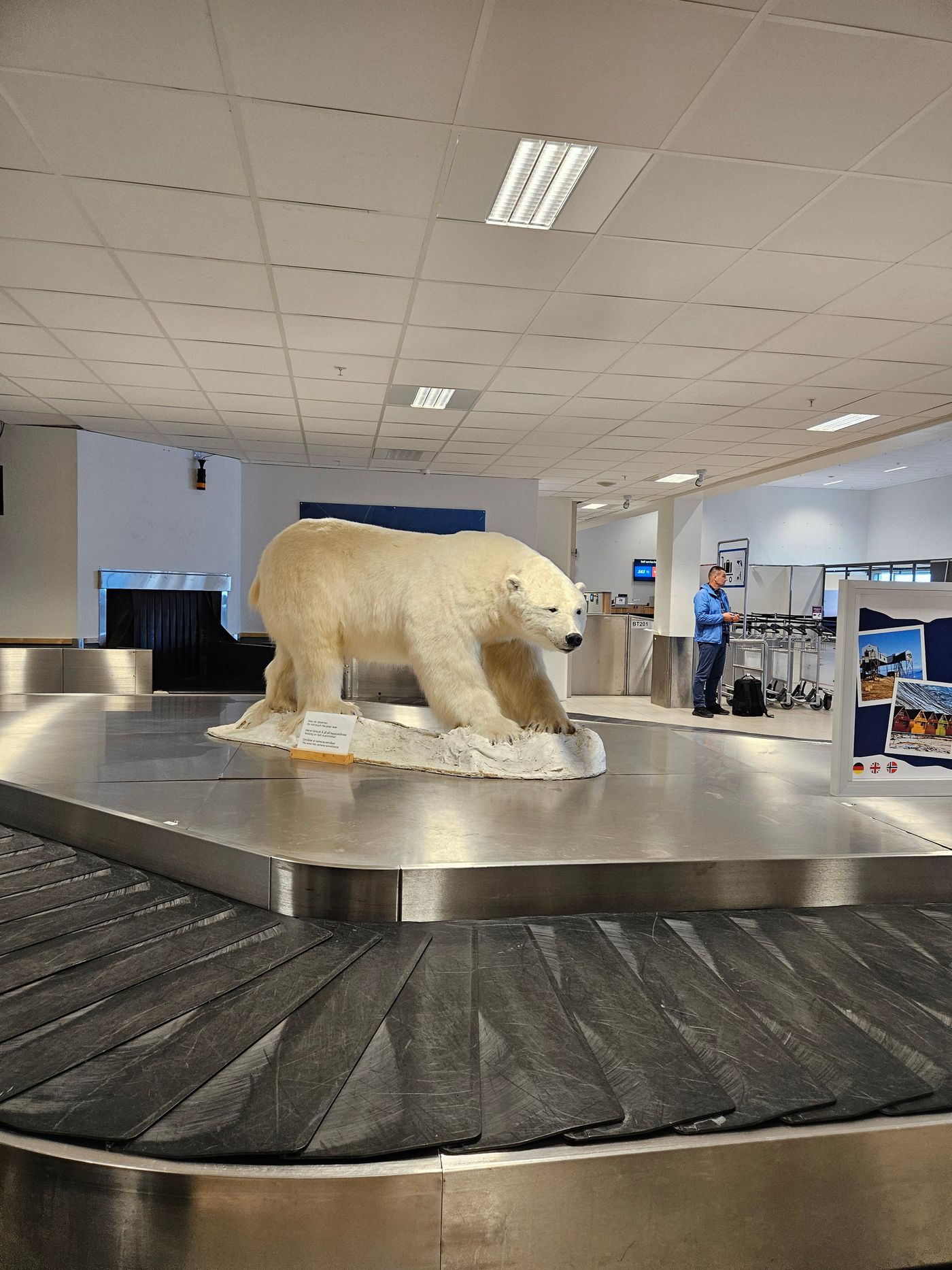 A polar bear stands guard over the baggage carousel