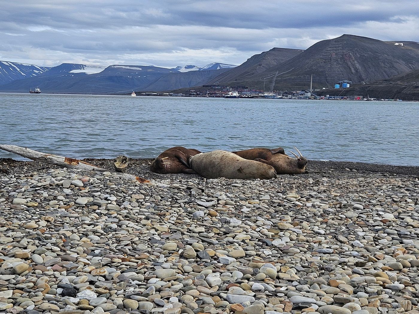 Walruses hauled out on the beach across from the town