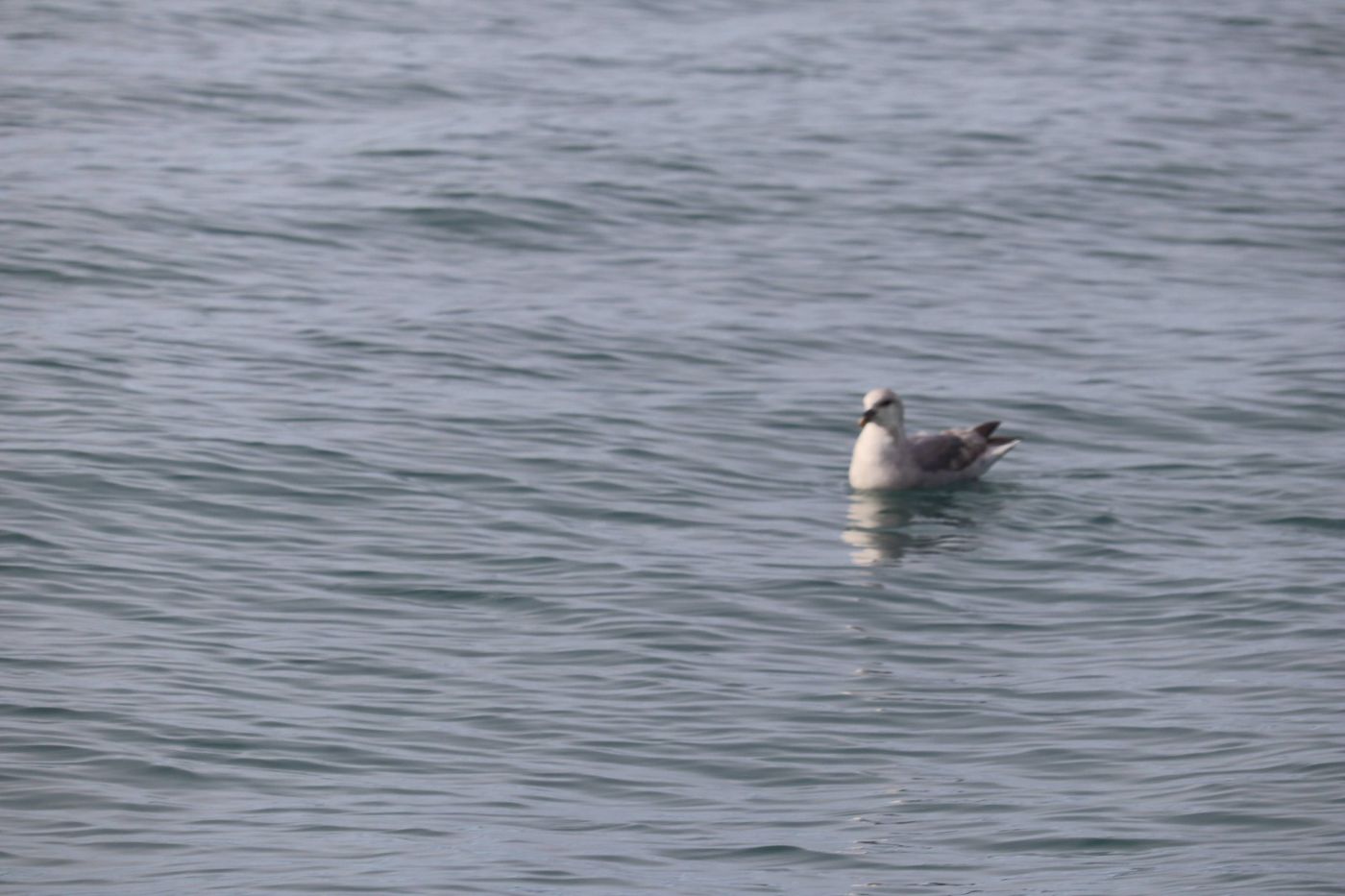 A lone seabird rides the flat water off the bow