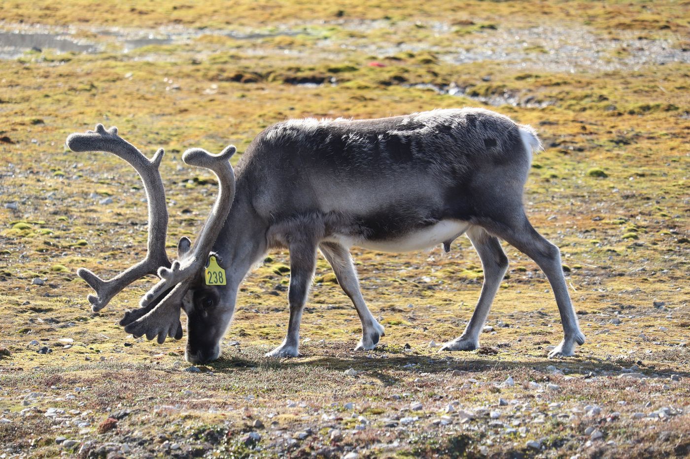 Green ear tag: even the reindeer here are studied