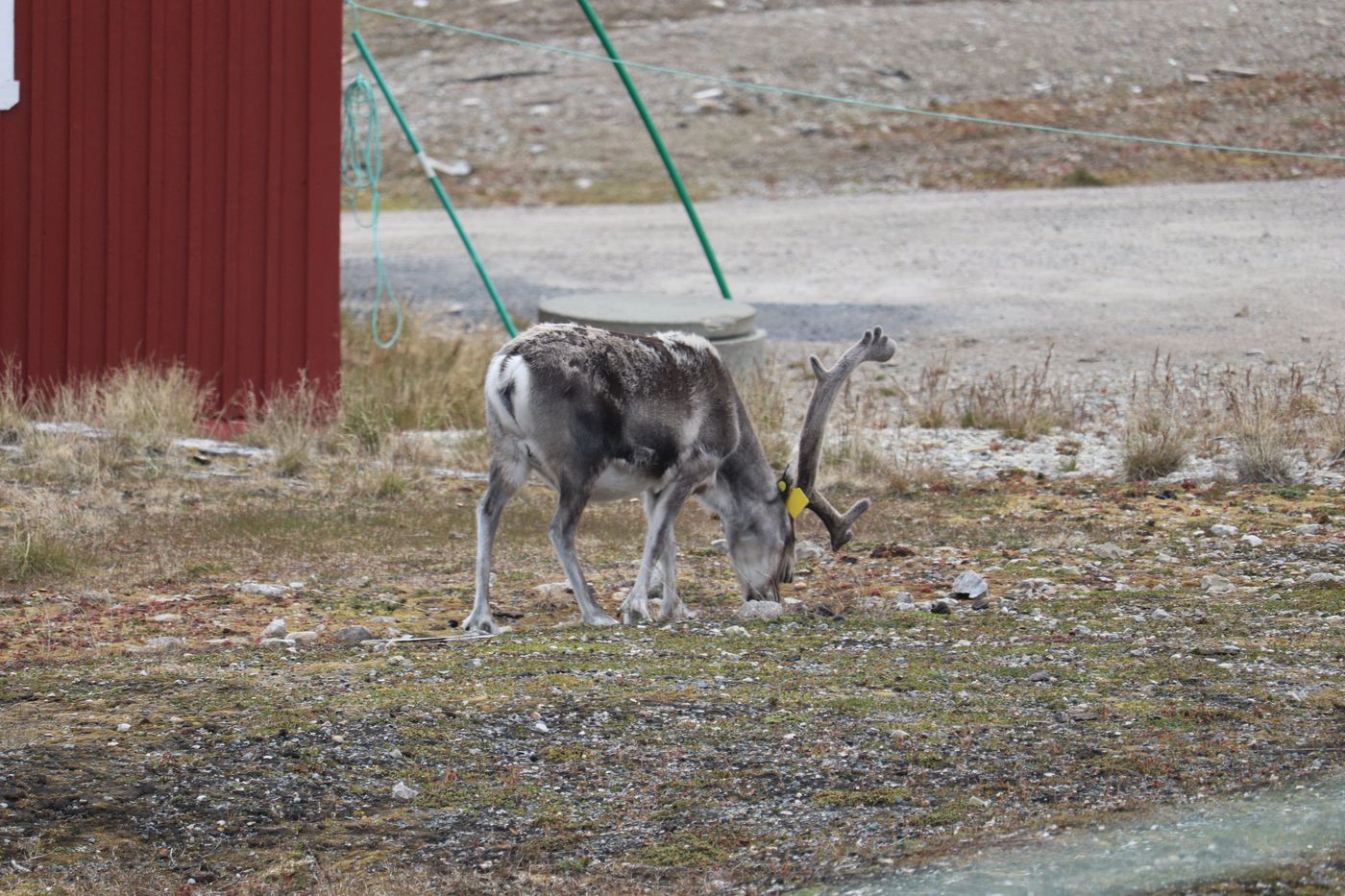 Svalbard reindeer grazing between the Ny-Ålesund huts