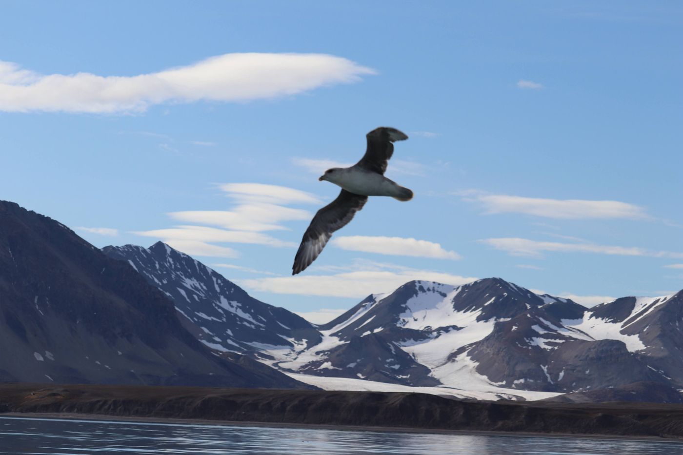 A seabird crosses the fjord under snow-streaked peaks
