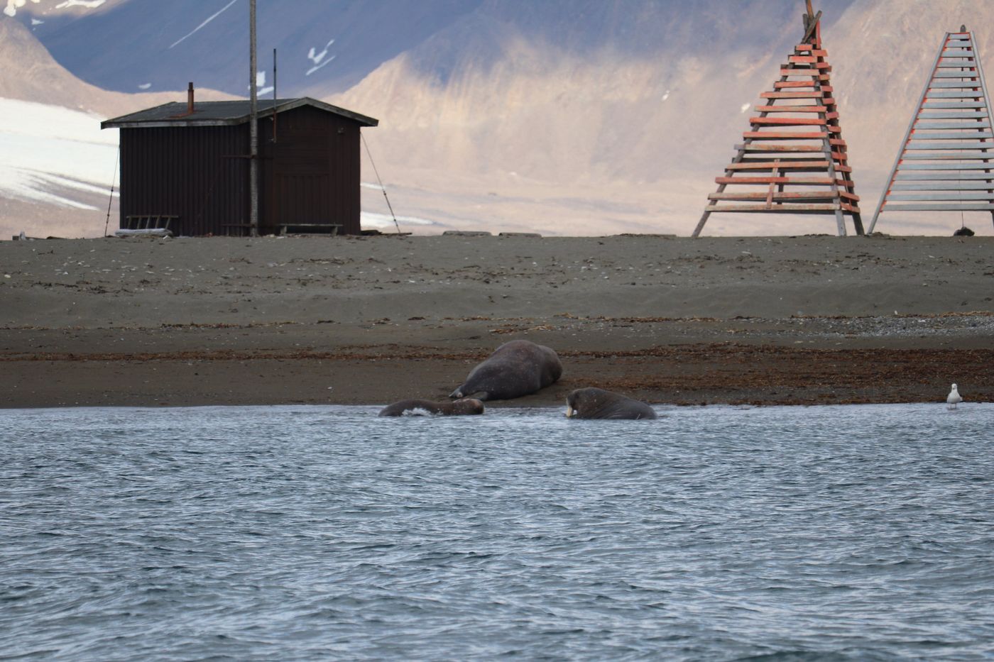 Black hut and striped beacon over the walrus beach