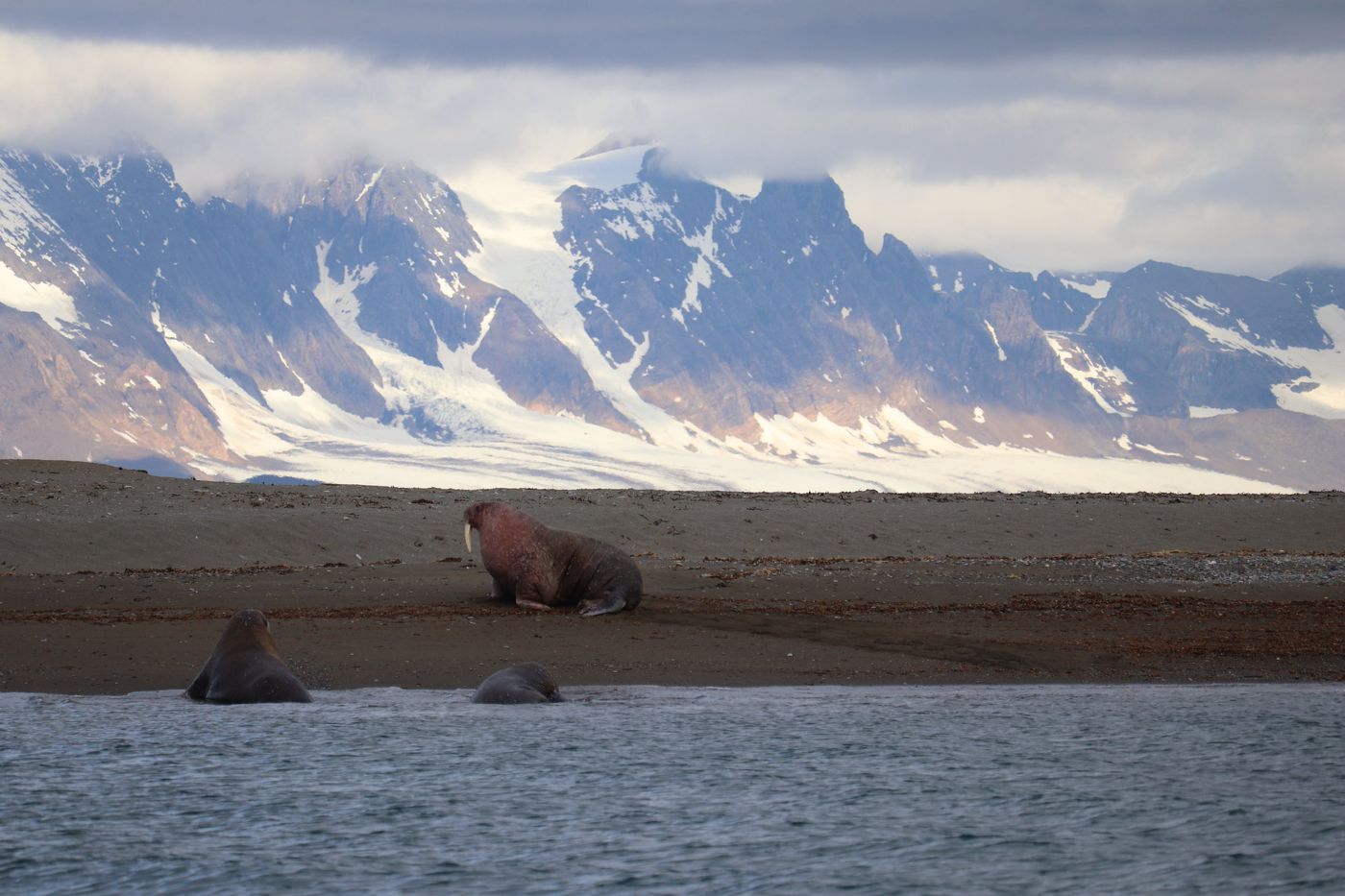 A single walrus on the sand under sunlit peaks