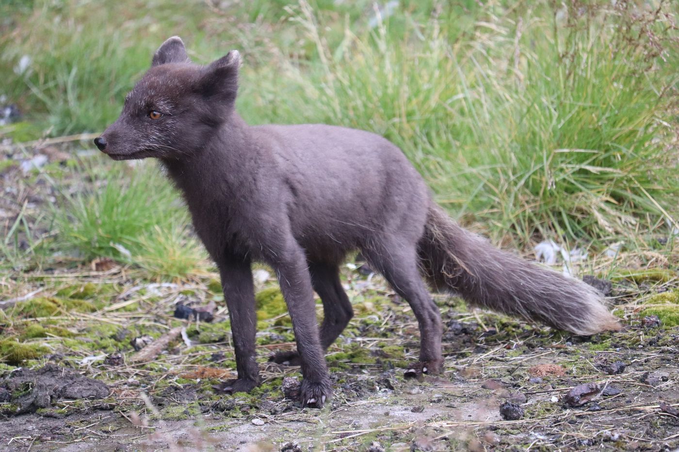An arctic fox in summer coat among the ruins