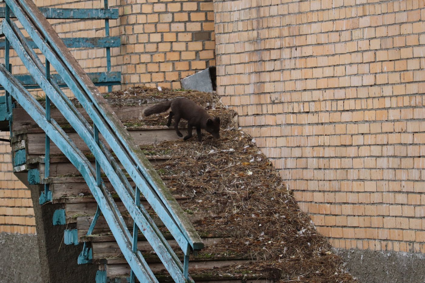 A fox climbing the turquoise fire stair
