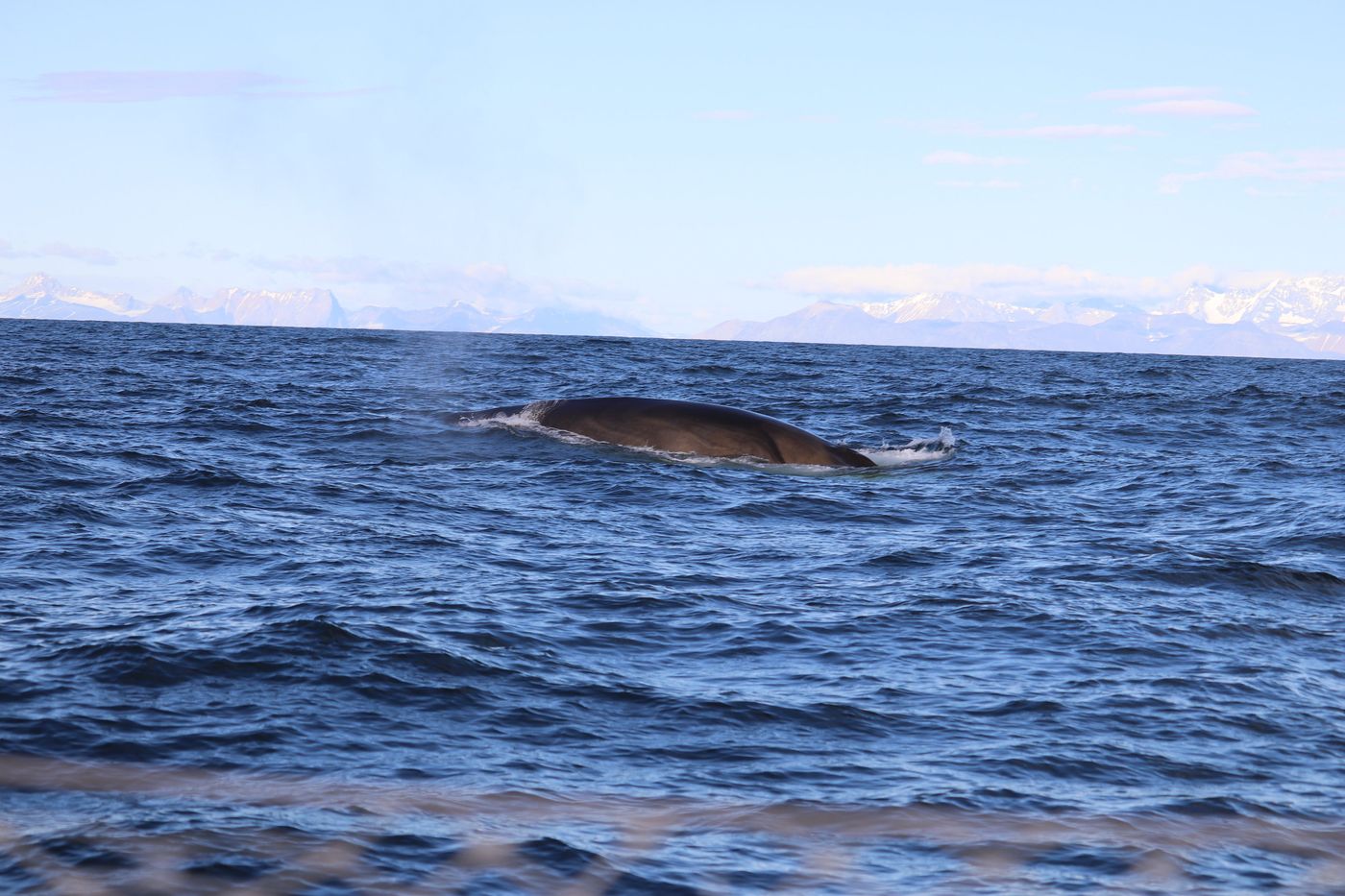 A whale rolls up alongside on the southbound passage