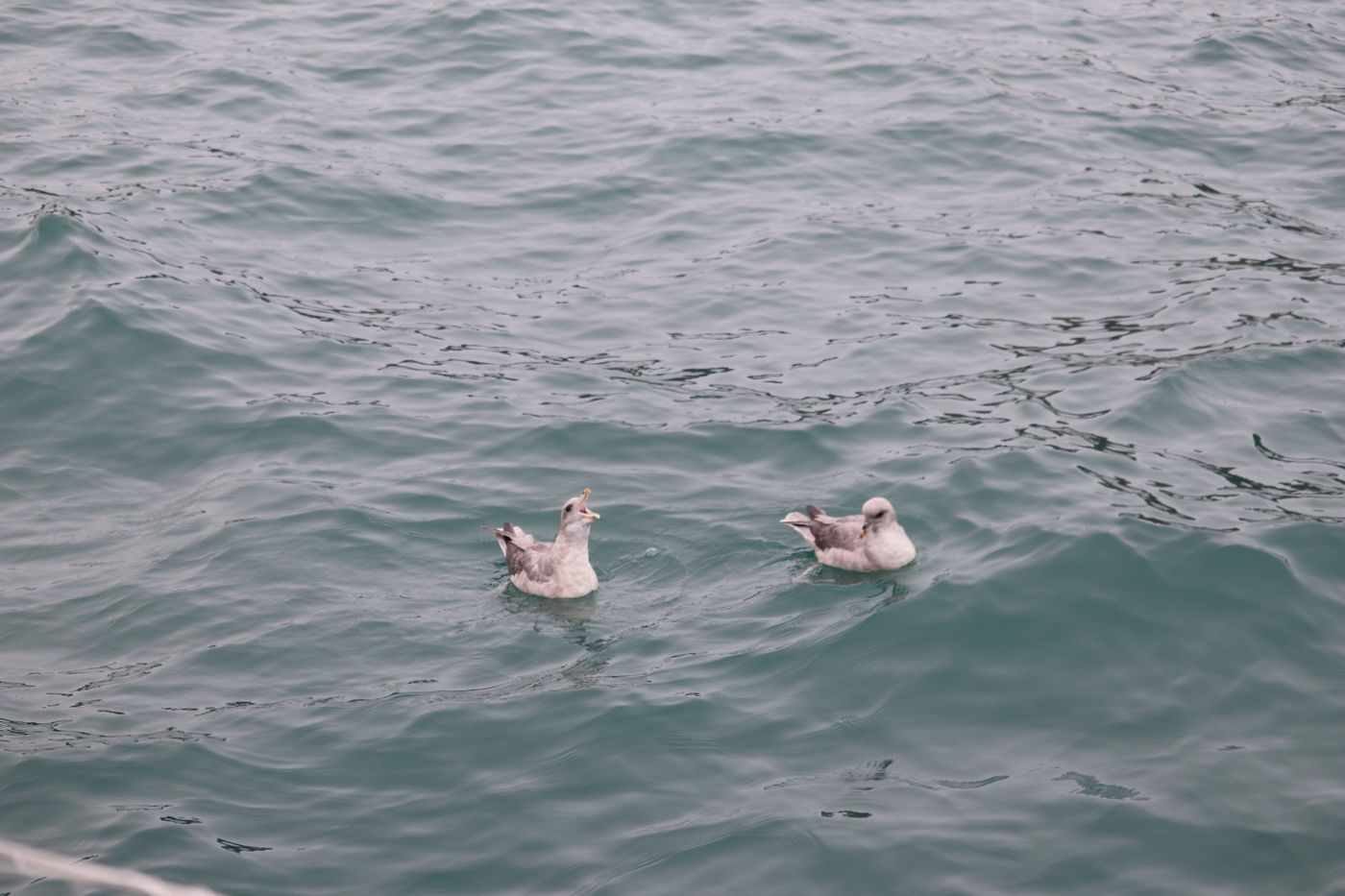 Fulmars riding the swell under the bird cliffs
