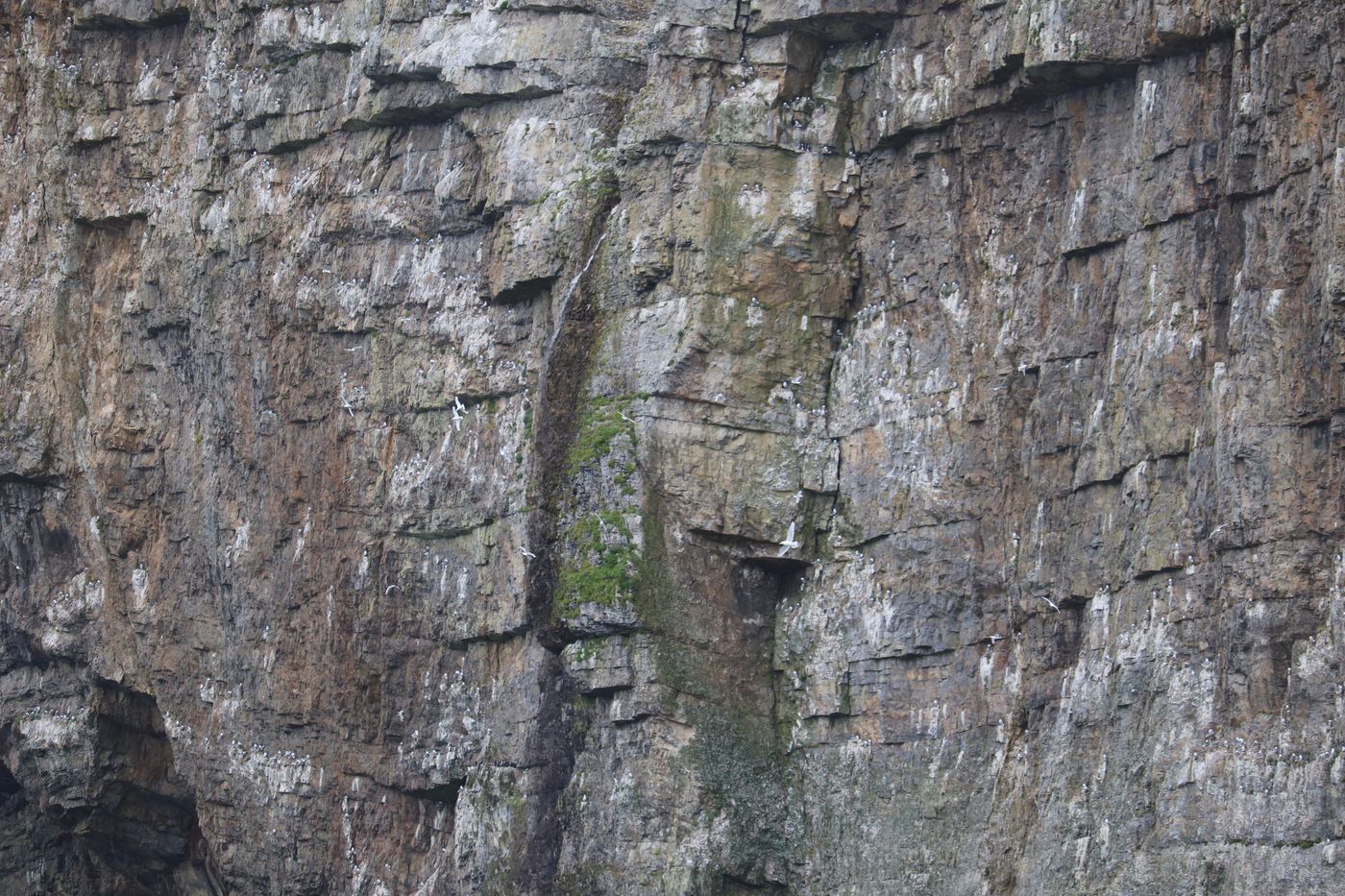 Every ledge of the cliff face taken by nesting birds