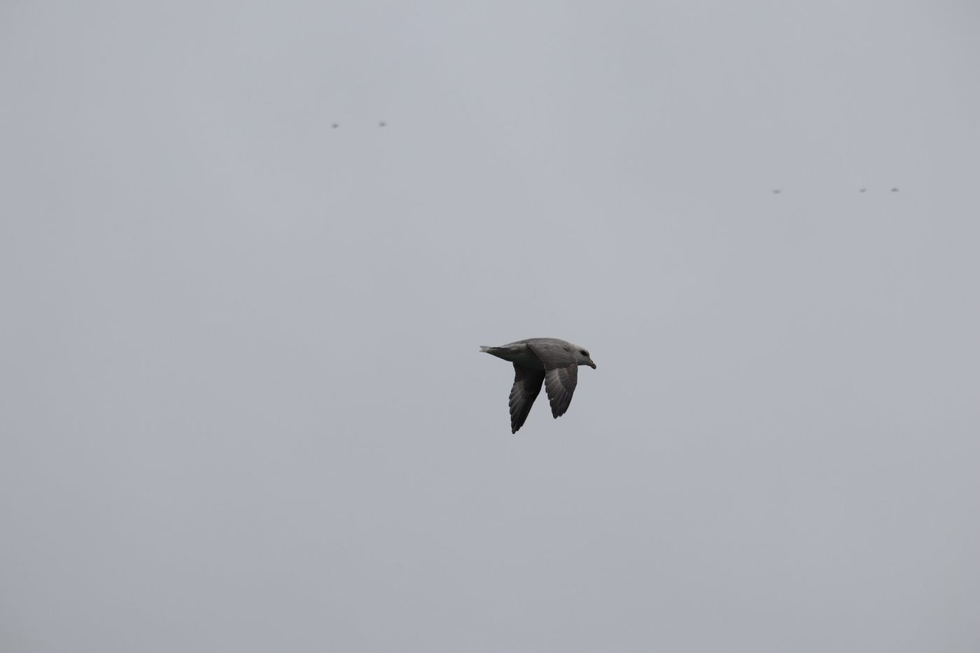 A fulmar alone against flat white sky