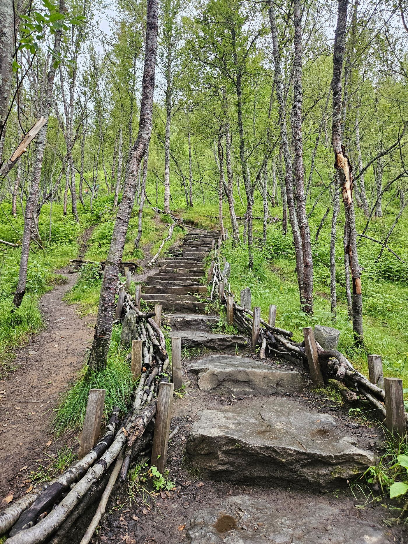 Hand-laid stone stairway climbs through the birch